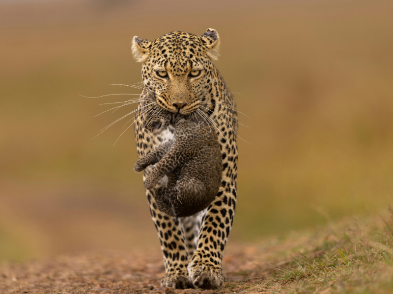 FROM MASAI MARA TO MOMBASA — 12